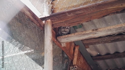 Pair of wild tawny owls looking at the camera while hiding in a rustic wooden aviary
