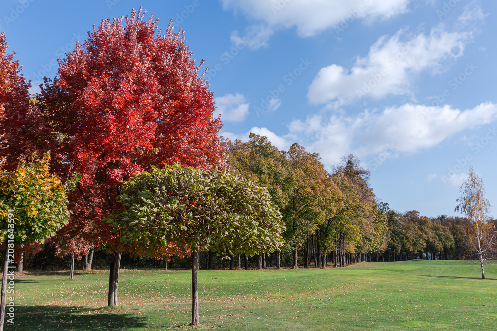 Obraz premium Different ornamental trees on a meadow edge in autumn park