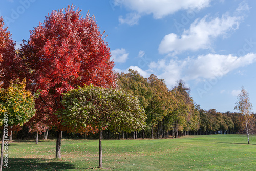 Different ornamental trees on a meadow edge in autumn park