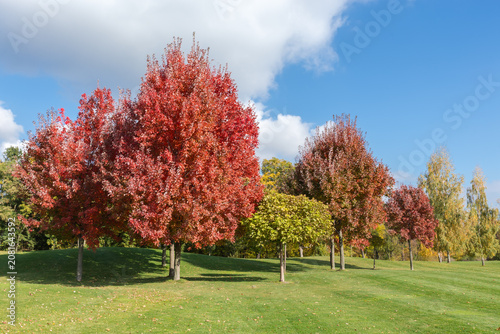 Red maples, other ornamental trees on meadow edge in park