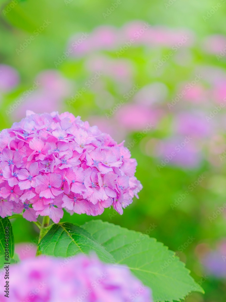 Fototapeta premium ピンク色の花。カラフルなお花のある風景。梅雨から初夏の公園や花壇を彩るアジサイ。縦構図