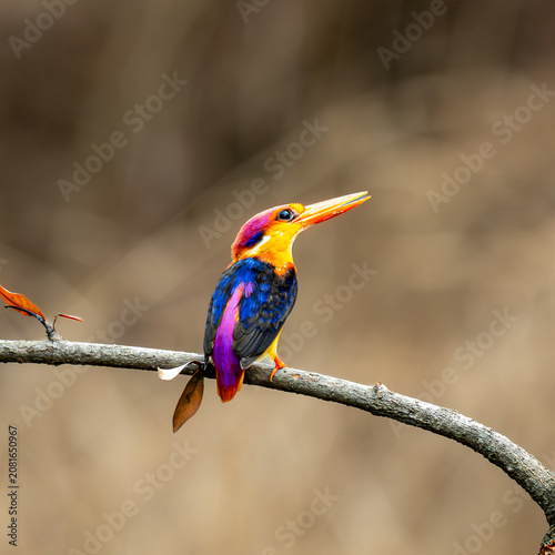 Foto Vibrant Oriental Dwarf Kingfisher Resting on a Branch
