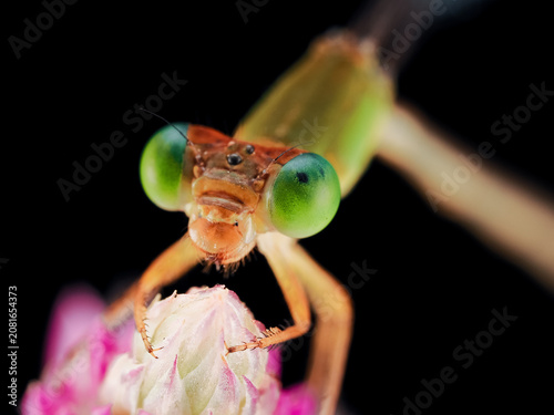 Macro photography of a damselfly perched on a delicate flower against a black background