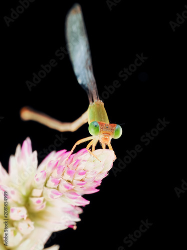 Macro photography of a damselfly perched on a delicate flower against a black background