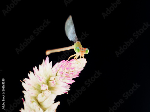 Macro photography of a damselfly perched on a delicate flower against a black background