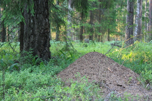 Quadro su tela Tall anthill nestled among green grass and trees in a quiet forest