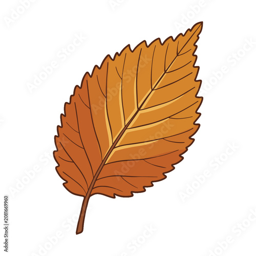 Elm Leaf Autumn Vector Illustration