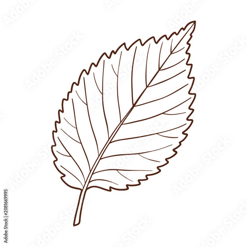 Elm Leaf Outline Vector Illustration