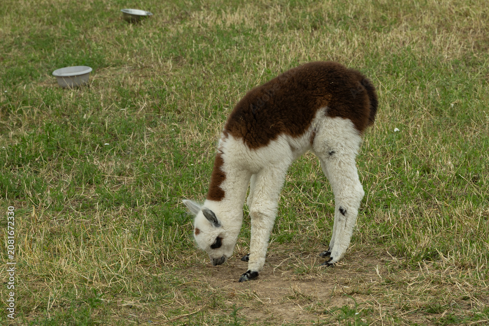 Fototapeta premium alpaka tier natur lama baby