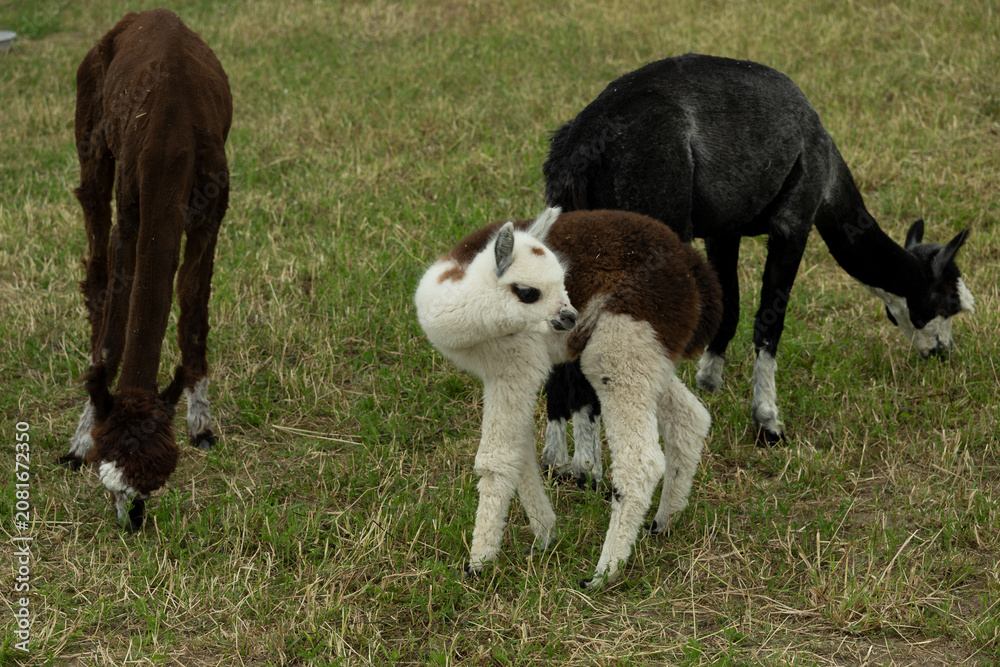 Fototapeta premium alpaka tier natur lama familie