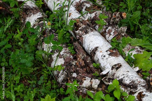 Fallen birch trunks among the dense green forest grass and leaves.