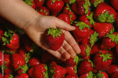 Child hand holding fresh strawberry over ripe berries