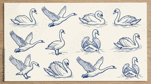 Set of hand drawn birds and hand prints, swan duck and goose wildlife illustration vector set, cute cartoon nature water birds icons, silhouette art design symbol of love feather