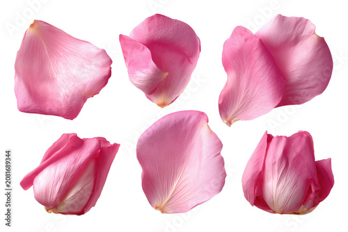 Set of natural pink rose petals from different angles isolated on transparent background, Clipart png
   