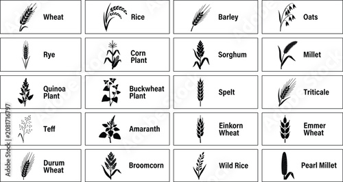 Obraz na płótnie Cereal grains and pseudocereals icon vector set with wheat, rice, barley, oats,