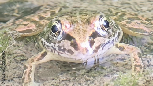 

Extreme Close-up of Eye of a Juvenile Bullfrog, Macro Shot of Amphibian Eyes and Face.4k
