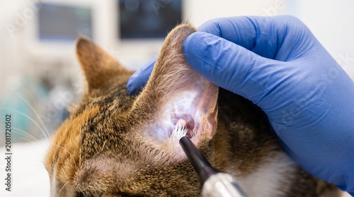 A thorough veterinary checkup focusing on cat healthcare as a professional veterinarian examines the ears of a feline patient in a modern clinical setting