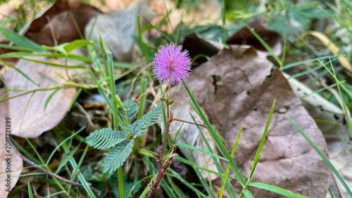Obraz na plátně Pink Sensitive Plant Flower (Mimosa pudica) Growing Among Dry Leaves and Green G