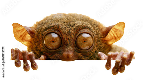 Schilderij op canvas Tiny tarsier primate with huge eyes peeking over a white surface, isolated on tr