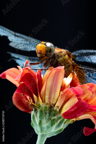 Macro photography of a dragonfly with damaged wings resting on a vibrant red flower against a black background
