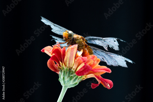Macro photography of a dragonfly with damaged wings resting on a vibrant red flower against a black background