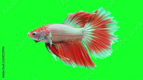 Siamese fighting fish swimming gracefully against a vibrant green screen background