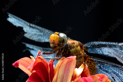 Macro photography of a dragonfly with damaged wings resting on a vibrant red flower against a black background