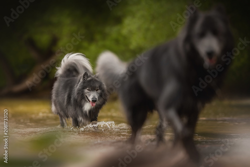 A beautiful American Blue Bay Shepherd and a wolfdog walk through shallow river water during the day. The grey dog splashes water with its paws, its tongue slightly out