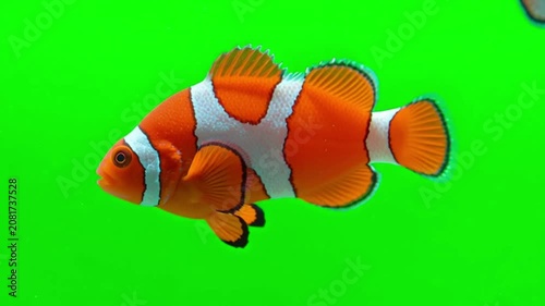Vibrant orange clownfish swimming isolated on a bright green screen chroma key background for video editing