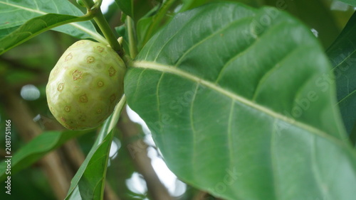 Canvas Print Fresh Noni Fruit (Morinda Citrifolia) Growing on Tree Branch with Green Leaves