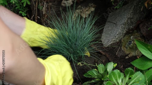 Gardening, summer season. Hands planting decorative plant in soil in garden