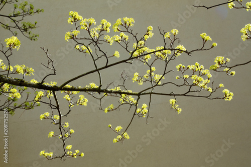 A beautiful detailed close up photograph showing a blooming norway maple acer platanoides tree branch covered in small yellow flowers during a sunny spring day