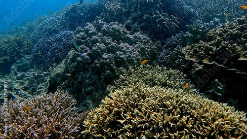 Vászonkép Diverse coral specie underwater in a marine ecosystem that highlights the textures and patterns in a coral reef
