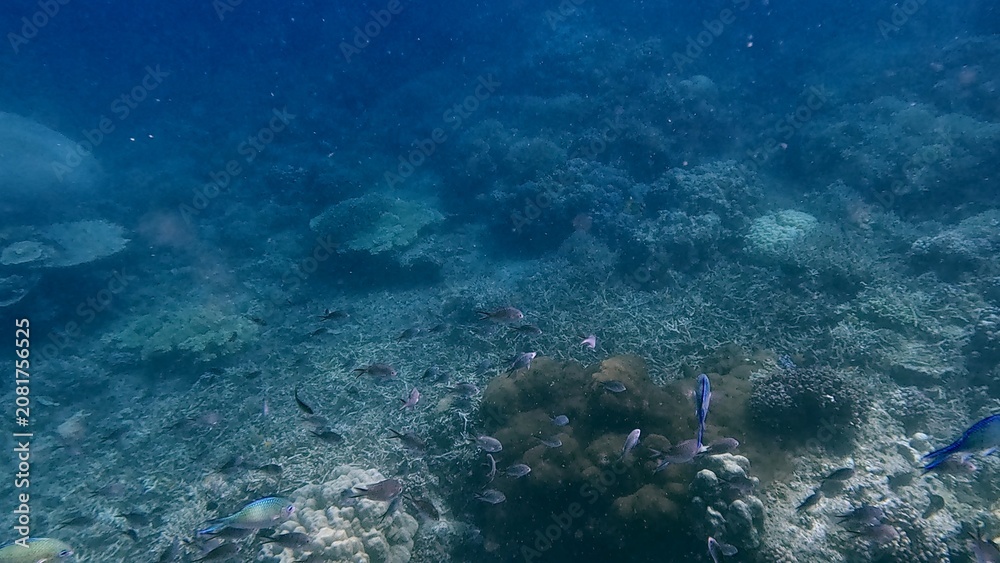Obraz premium An eerie underwater scene showing schooling blue green chromis (Chromis viridis) among corals in dark deep water in Dauin, Philippines