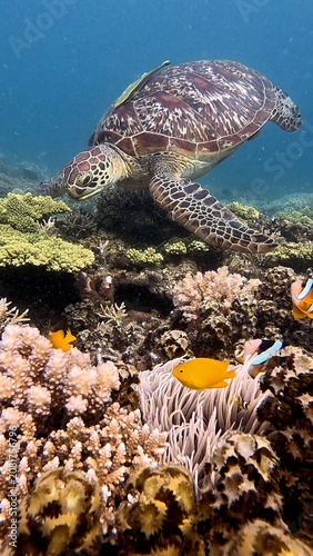 A green sea turtle (Chelonia mydas) swimming next to clownfish and colorful corals in a whimsical underwater scene in Dauin, Philippines