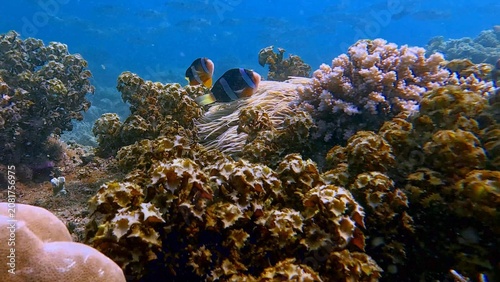  A pair of Clark's anemonefish (Amphiprion clarkii) swim among vibrant corals and anemones, creating a lively magical underwater scene. Dauin, Philippines