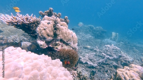 Captivating coral colonies in blue hazy water during a phytoplankton bloom, creating a magical underwater scene. Dauin, Philippines