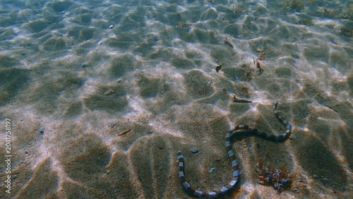 A banded snake eel (Myrichthys colubrinus) slithering across sandy bottom in clear underwater environment. Dauin, Philippines