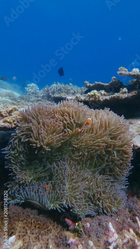 Colony of sebae anemone (Heteractis crispa) growing in between boulder coral and tabling acropora and an ocellaris clownfish hiding among its tentacles. Dauin, Philippines