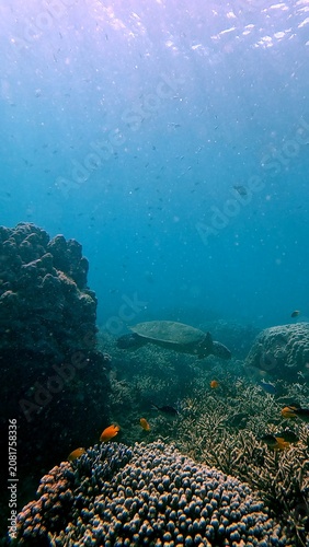 A critically endangered hawksbill sea turtle (Eretmochelys imbricata) gliding among colorful coral reef teeming with fish in hazy glittering blue water during a phytoplanktn bloom. Dauin, Philippines