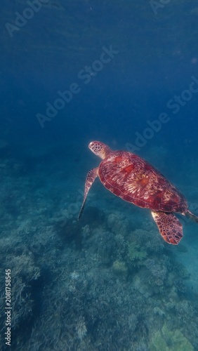 A solitary green sea turtle (Chelonia mydas) gracefully swims above the coral reef in dark deep blue water. Dauin, Philippines