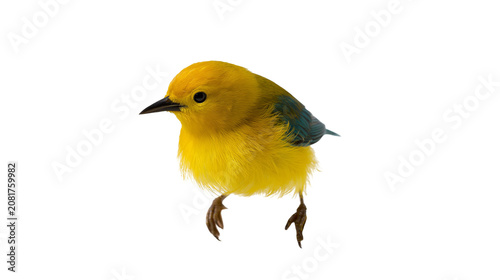 Foto Small yellow bird with dark blue wings, isolated on transparent background