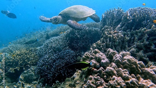 A critically endangered hawksbill sea turtle (Eretmochelys imbricata) swimming above a vibrant bustling coral reef in clear blue water. Dauin, Philippines