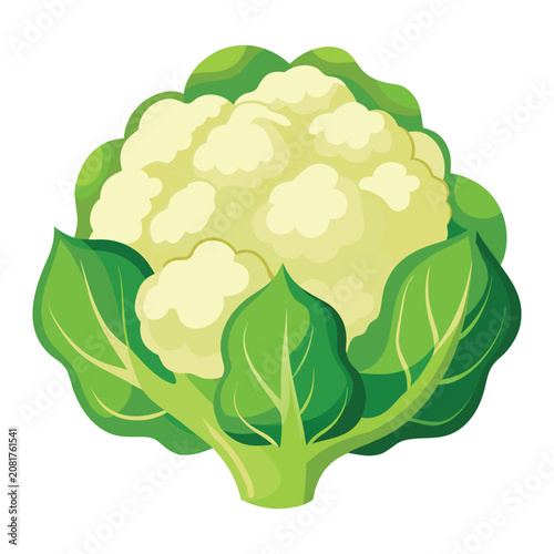White cauliflower vegetable botanical drawing isolated on clean background healthy organic food vector artwork