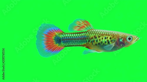 Colorful guppy fish swimming isolated on a green screen background in a studio setting