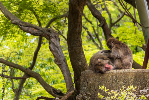 Canvas Print japanese macaques grooming at arashiyama monkey park kyoto wildlife