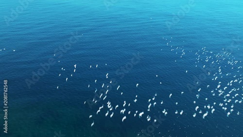 Aerial view of birds flying over ocean waves