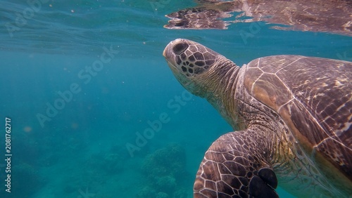 Green sea turtle (Chelonia mydas) is seen in a detailed close-up, swimming calmly beneath the clear water surface with its image mirrored in it. Dauin, Philippines