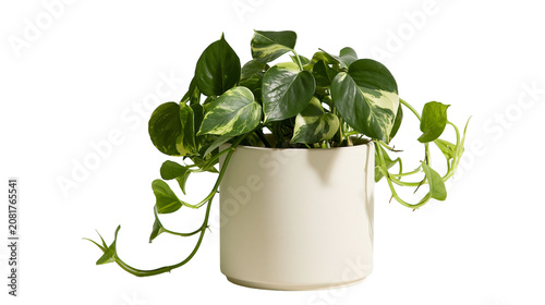 Foto Variegated Pothos plant in a cream ceramic pot, isolated on transparent backgrou