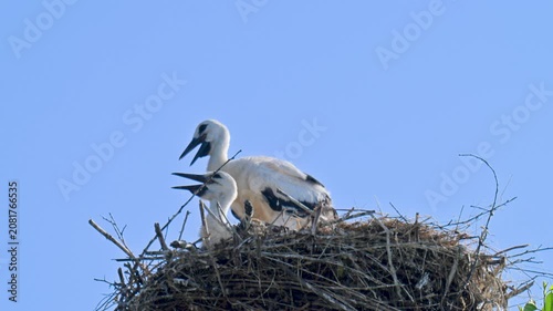 video of baby storks in a nest